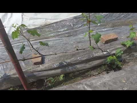 Видео: Не правильная формировка виноградного куста.