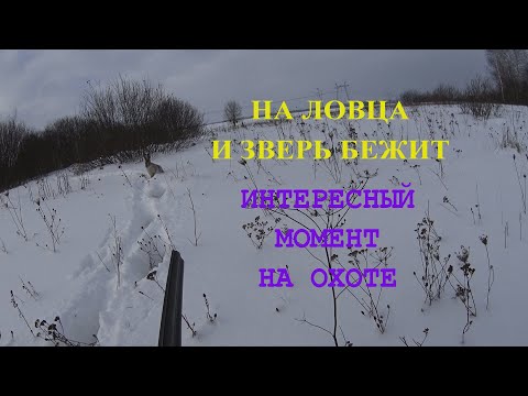 Видео: Охота на зайца.24.01.2022г.Заяц был в трех шагах .Охота с эстонской гончей .