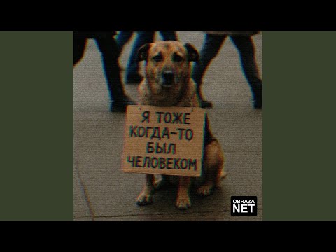 Видео: Собака