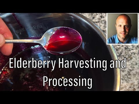 Видео: Собирайте и перерабатывайте ягоды бузины для приготовления сиропа/варенья!