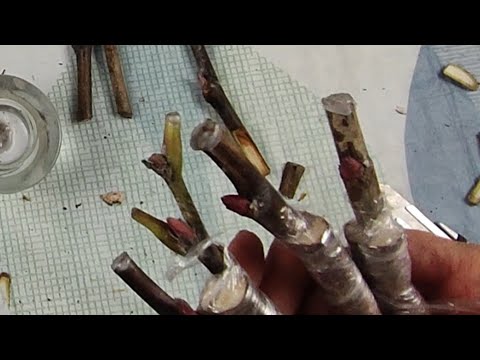Видео: ПИОНЫ: ЭКСПЕРИМЕНТ С ИТО-ГИБРИДОМ