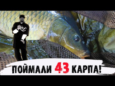 Видео: ПОЙМАЛИ 43 КАРПА. Безумная семейная рыбалка