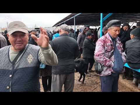 Видео: 26 ОКТЯБР 2025 ЖЫЛ ШЫМБАЙ МАЛ БАЗАР