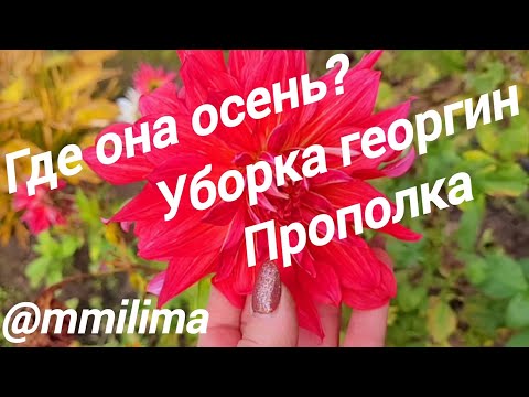 Видео: Цветут Георгины и Гладиолусы .#дача #висагинас #литва #прополка #обрезка #октябрь2025 