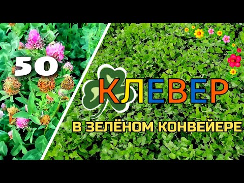 Видео: Клевер, эспарцет, люцерна. Бобовый путь к дешевому азоту.