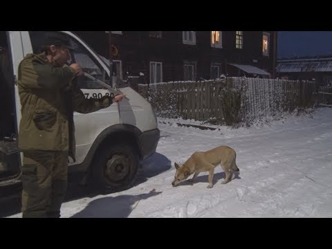 Видео: ТВЭл - Отлов бродячих собак ногинским приютом для животных (21.12.17)