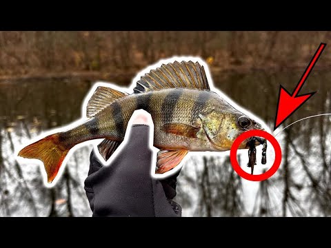 Видео: Рабочая приманка на окуня — вот доказательство!