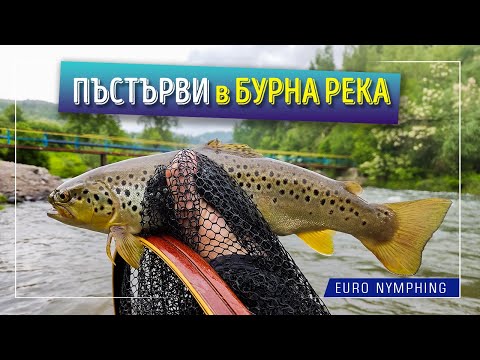 Видео: Пъстърви в бурна река. Euro Nymphing