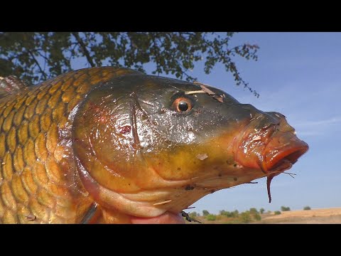 Видео: 9 часов в лодке.  Ловля карпа на боковой кивок осенью. My fishing