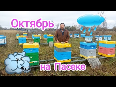 Видео: Заключительные работы с пчёлами, перед зимовкой! Пчеловодство!