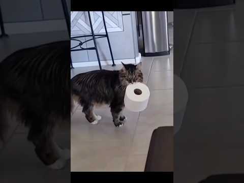 Видео: Смешные 😹 и забавные котики 2024. 🥰 Часть 6. #cat #funny #shorts #рек #кот #animals