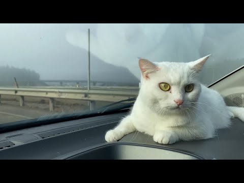 Видео: Долгожданная ВСТРЕЧА с КСЮНЕЙ 🐈 | Как ОНА нас ВСТРЕТИЛА? | Зарядились НОВОГОДНИМ настроением 🎄