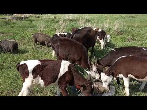 Видео: №26 Групповое содержание телят, наш способ - самый бюджетный вариант