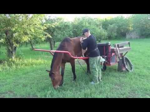 Видео: Заездка лошади в телегу . Мягкие методы. HX.Riding the horse into the cart. Soft methods.