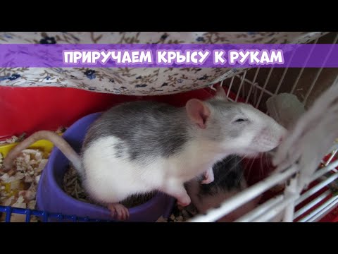 Видео: КАК ПРИРУЧИТЬ КРЫСУ? || СОВЕТЫ И ПРАВИЛА