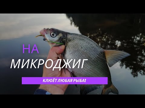 Видео: На микроджиг, можно поймать любую рыбу! Ловля карася, леща, щуки, окуня.