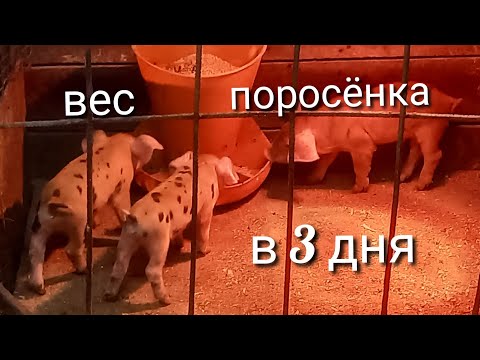 Видео: Вес поросят в 3 дня. Продолжение эксперимента.