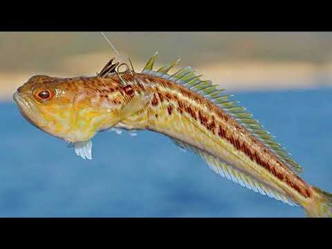 Видео: Дайвинг. Опасные обитатели Черного моря, проклятие черных морей.