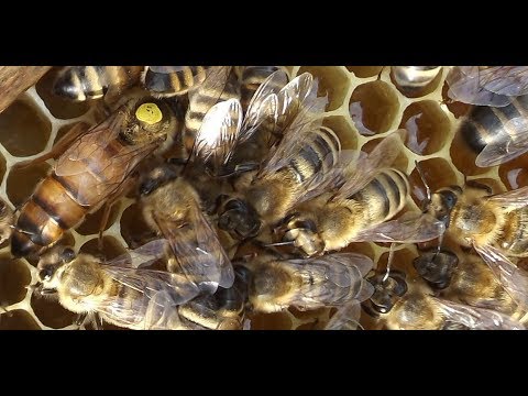 Видео: породы пчел на пасеке  - часть 3  - пчелы бакфаст