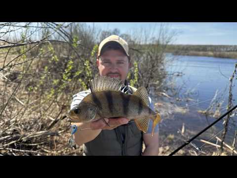 Видео: Нарешті! Окуні Лютують На Тейлспінери! Огляд