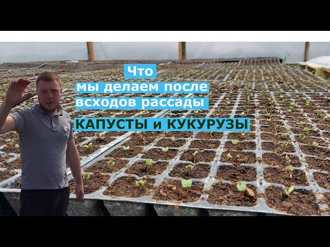 Видео: ВСХОДЫ КАПУСТЫ и КУКУРУЗЫ//Что мы делаем после всходов?!