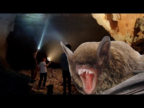 Видео: ВАМПИРЫ ЖИГУЛЁВСКИХ ГОР.Часть 1 | Рассказываем, про жизнь летучих мышей. Мифы и предрассудки.