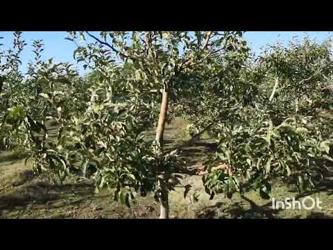 Видео: яблуневий сад🍎🍏