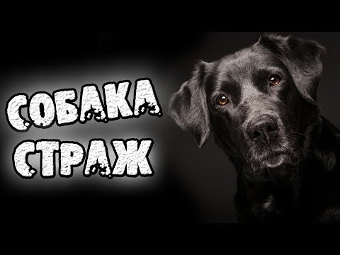 Видео: СТРАШНЫЕ ИСТОРИИ - СОБАКА СТРАЖ - СТРАШИЛКИ НА НОЧЬ