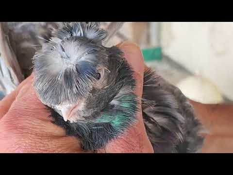 Видео: 2.10.2024г Узбекские голуби Мамеда Воронежской области ч. 1 👍+79102421460 Мамед