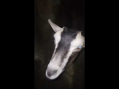 Видео: Всем спать. 