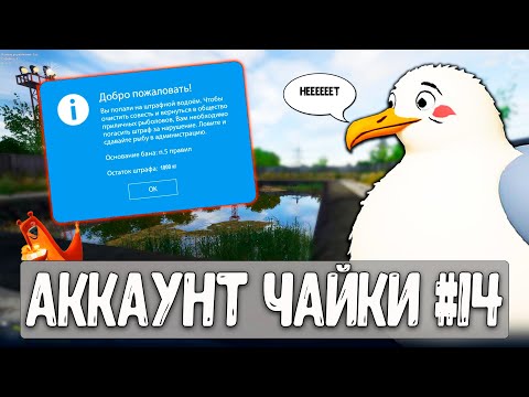 Видео: Чайку жестко наказали и отправили на штрафной пруд  #рр4