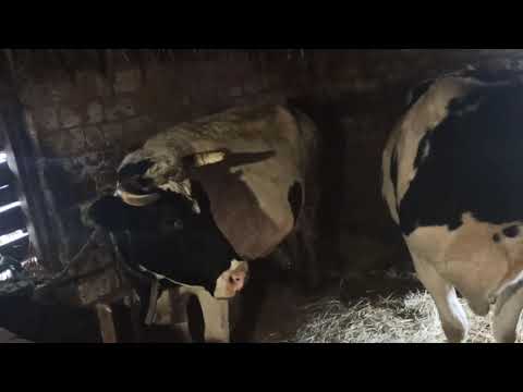 Видео: какой доход с одной коровы ??! 🔥шокирующие цыфры !!!🔥