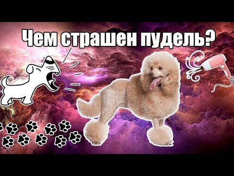 Видео: Минусы породы малый пудель | Кому не надо заводить пуделя