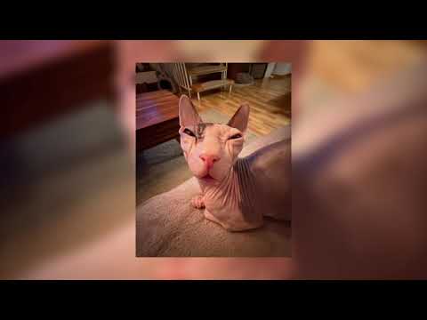 Видео: Мой плейлист/ песни speed up/ песни из детства/ вайбовые песни/ песни под уборку