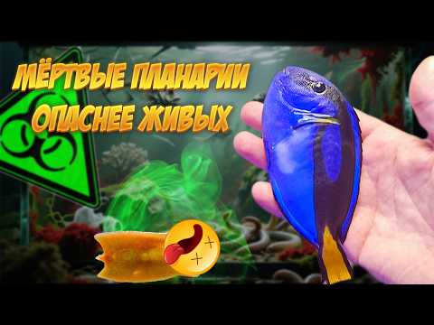 Видео: Планарии в рифе  как я применил Декарис и к чему это привело