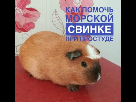 Видео: Лечение простуды у морских свинок. Как давать антибиотик.
