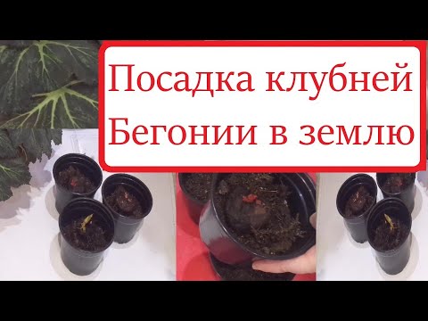 Видео: Как правильно посадить клубни бегонии? Размер горшка и клубня.