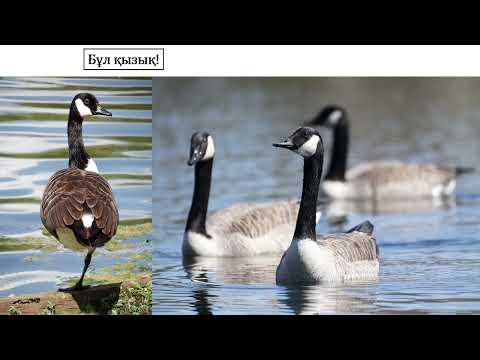 Видео: жаратылыстану 2-сынып 7-сабақ  Жануарлар класының өкілдерін ажырату