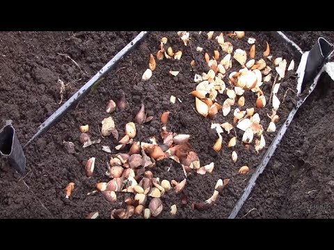 Видео: Тюльпаны.  Посадка деток тюльпанов в ящики.  Результат супер!