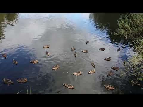 Видео: Кологривская школа, пруд и котёнок 29.08.2023