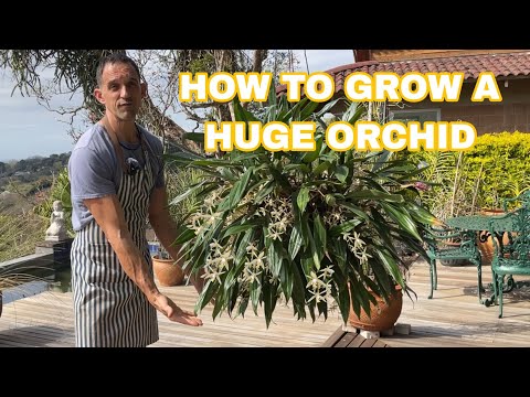 Видео: Целогин тусклая