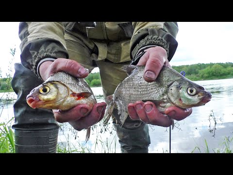 Видео: Утренняя рыбалка на реке|Фидер на Западной Двине|Беларусь