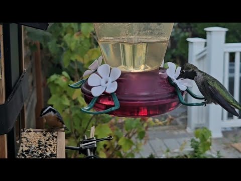 Видео: 🔴Bird🐦and squirrel 🐿️ feeder online cam | Пані Годівниця наживо #bird #squirrel #online #cam