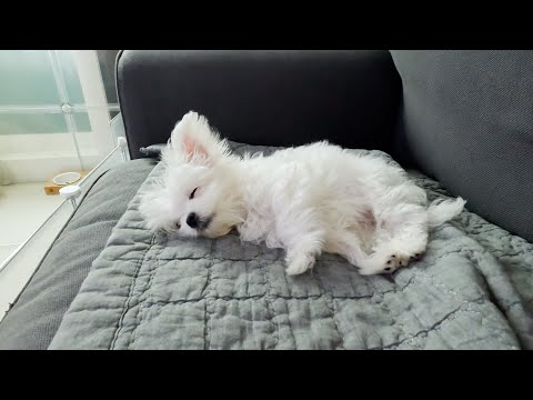 Видео: Коллекция эгьё от щенка до настоящего момента