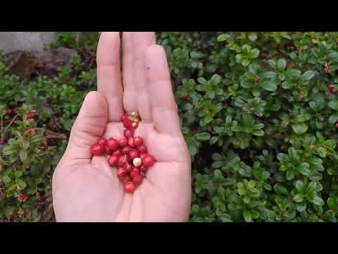 Видео: Второе плодоношение брусники Коралл. Клюква садовая на 18 октября 2025