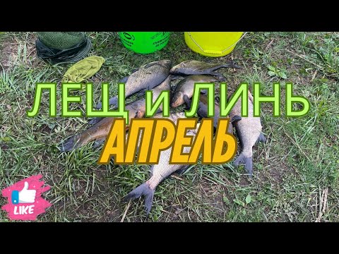 Видео: Озерная рыбалка в апреле-лещ и линь радуют!