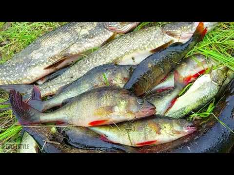 Видео: КОЛЬСКИЙ ПОЛУОСТРОВ ВЕРХНЕТУЛОМСКОЕ ВОДОХРАНИЛИЩЕ ИЮЛЬ 2022 РЫБАЛКА С НОЧЁВКОЙ ПАЛАТКА, КОСТЁР, РЫБА