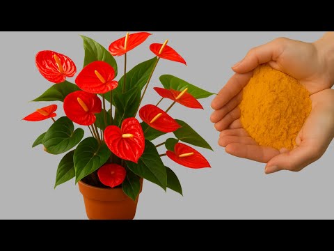Видео: Просто посыпьте вот так! Антуриумы ярко цветут круглый год.