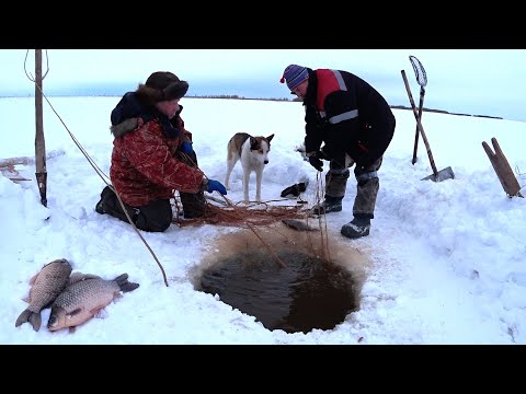 Видео: Ловля гигантского карася сетью в январе.