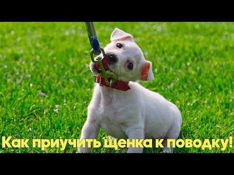 Видео: Как приучить щенка к ПОВОДКУ? Советы кинолога